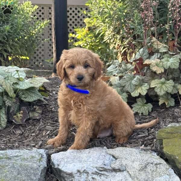 Timmy, Mini Goldendoodle Puppy