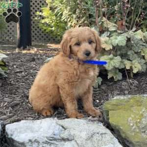 Timmy, Mini Goldendoodle Puppy