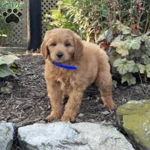 Timmy, Mini Goldendoodle Puppy