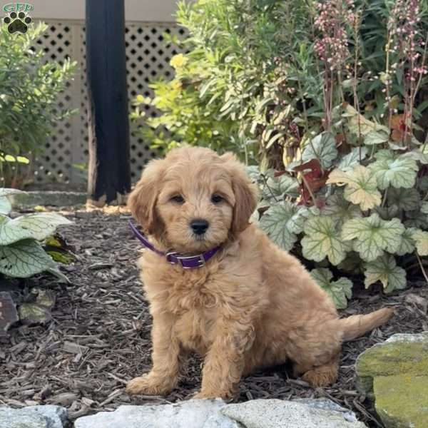 Tommy, Mini Goldendoodle Puppy