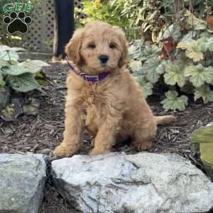 Tommy, Mini Goldendoodle Puppy