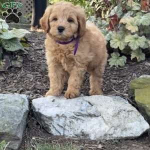 Tommy, Mini Goldendoodle Puppy