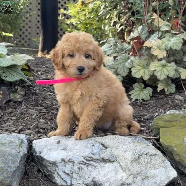 Tulip, Mini Goldendoodle Puppy