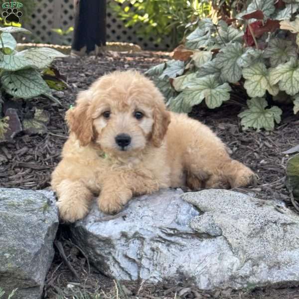 Tyson, Mini Goldendoodle Puppy