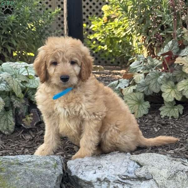Tex, Mini Goldendoodle Puppy
