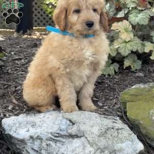 Tex, Mini Goldendoodle Puppy
