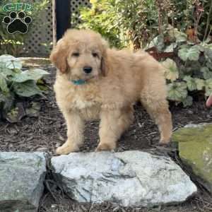 Tex, Mini Goldendoodle Puppy