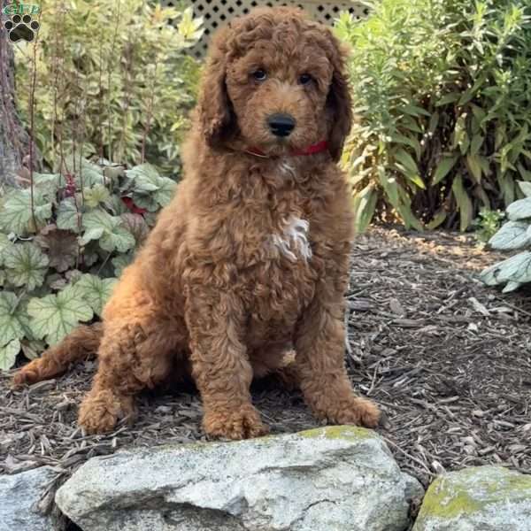 Olivia, Goldendoodle Puppy