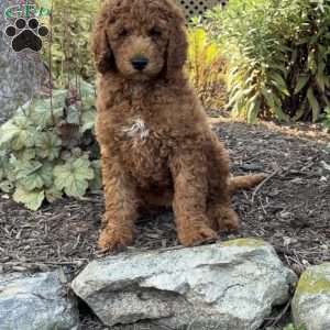 Olivia, Goldendoodle Puppy