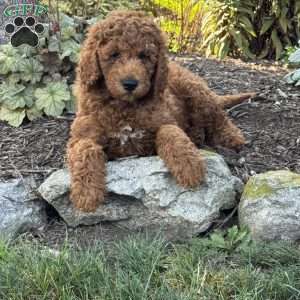 Olivia, Goldendoodle Puppy