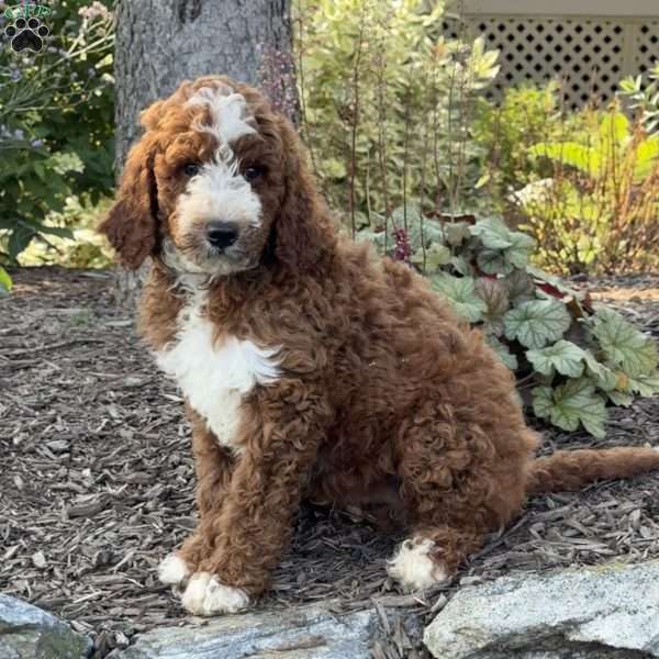 Ozzy, Goldendoodle Puppy