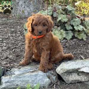 Rosie, Mini Goldendoodle Puppy