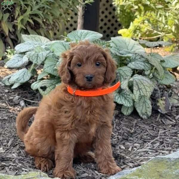 Rosie, Mini Goldendoodle Puppy