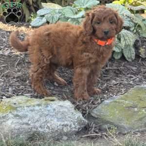 Rosie, Mini Goldendoodle Puppy