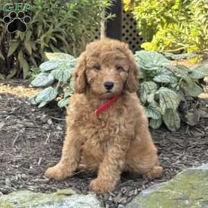 Ruby, Mini Goldendoodle Puppy