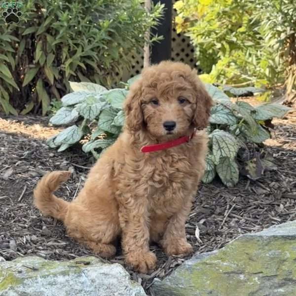 Ruby, Mini Goldendoodle Puppy