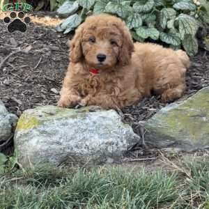 Ruby, Mini Goldendoodle Puppy