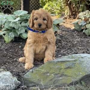 River, Mini Goldendoodle Puppy