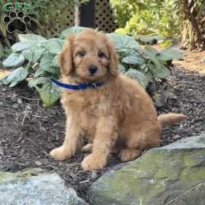 River, Mini Goldendoodle Puppy