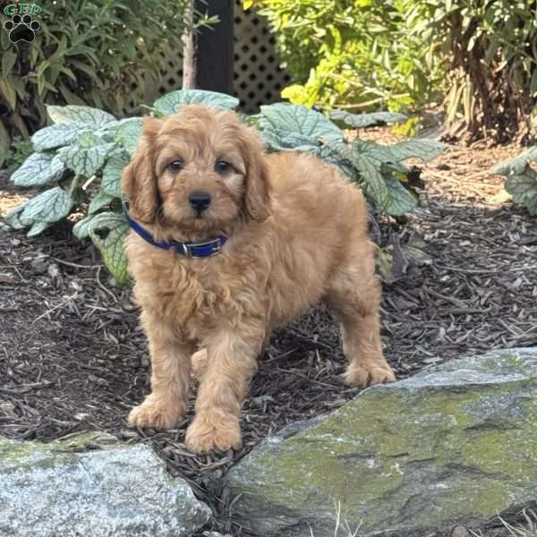 River, Mini Goldendoodle Puppy