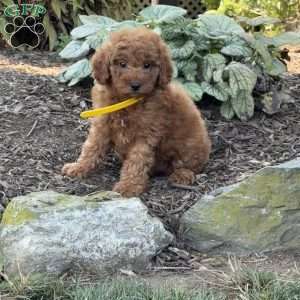 Rosa, Mini Goldendoodle Puppy