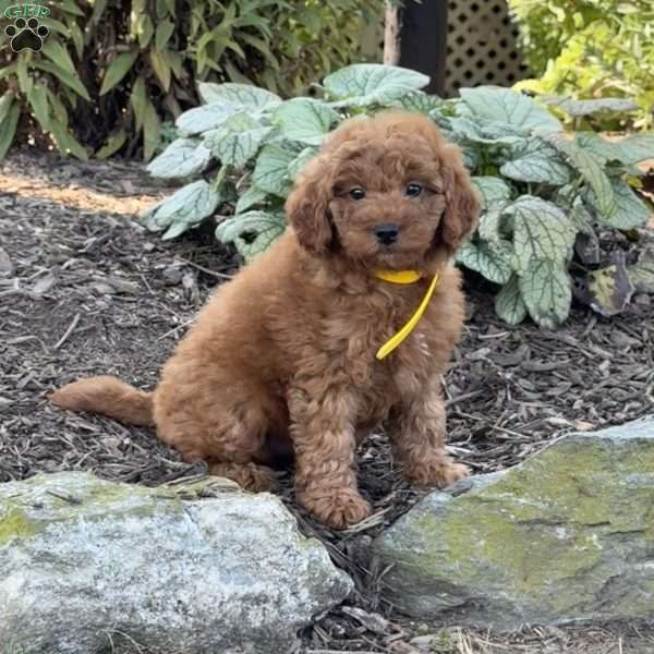Rosa, Mini Goldendoodle Puppy