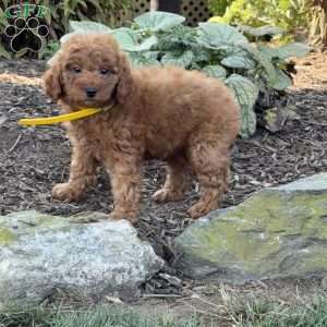 Rosa, Mini Goldendoodle Puppy