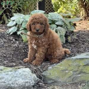 Raya, Mini Goldendoodle Puppy
