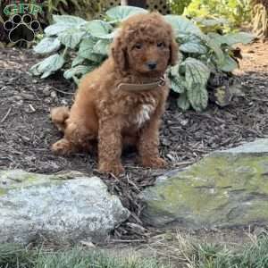 Raya, Mini Goldendoodle Puppy