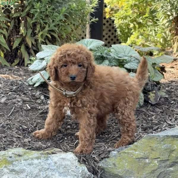 Raya, Mini Goldendoodle Puppy
