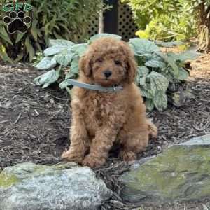 Rita, Mini Goldendoodle Puppy