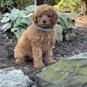 Rita, Mini Goldendoodle Puppy