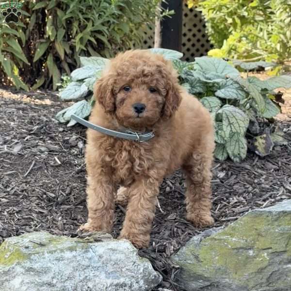 Rita, Mini Goldendoodle Puppy
