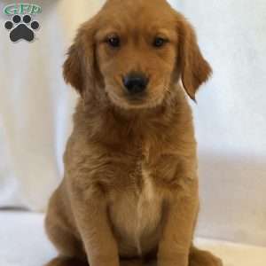 Tina, Golden Retriever Puppy