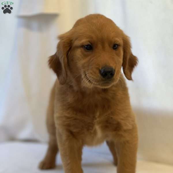 Tina, Golden Retriever Puppy