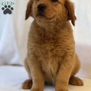 Tiffany, Golden Retriever Puppy