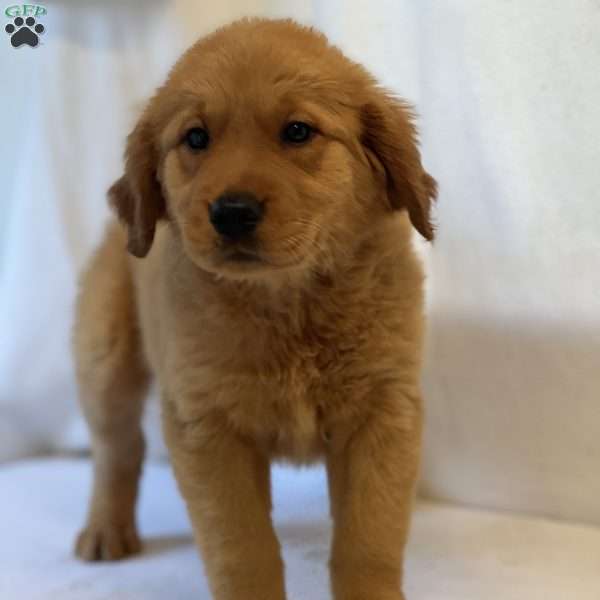Tiffany, Golden Retriever Puppy