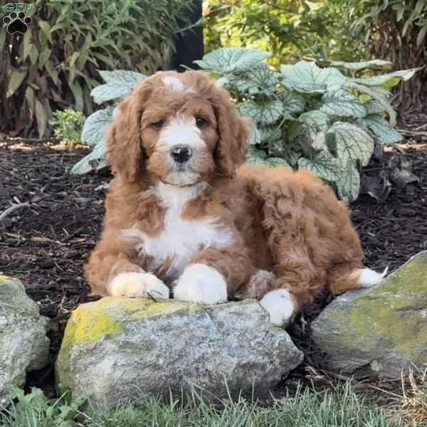 Billy, Goldendoodle Puppy