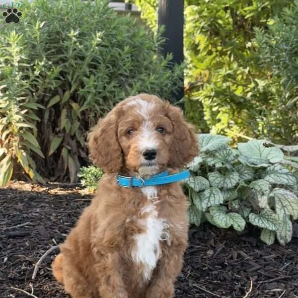 Bacon, Goldendoodle Puppy