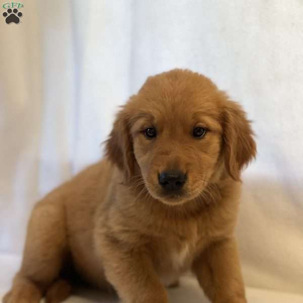 Tonya, Golden Retriever Puppy
