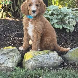 Bacon, Goldendoodle Puppy