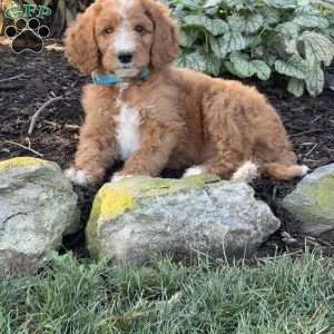 Bacon, Goldendoodle Puppy