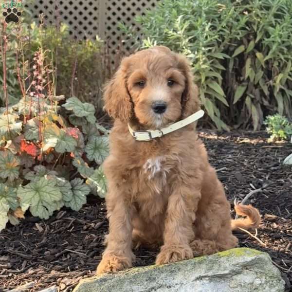 Birdie, Goldendoodle Puppy
