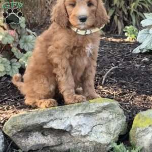 Birdie, Goldendoodle Puppy