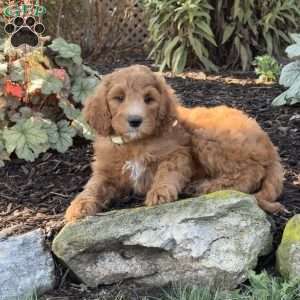 Birdie, Goldendoodle Puppy