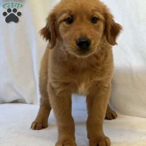 Tonya, Golden Retriever Puppy