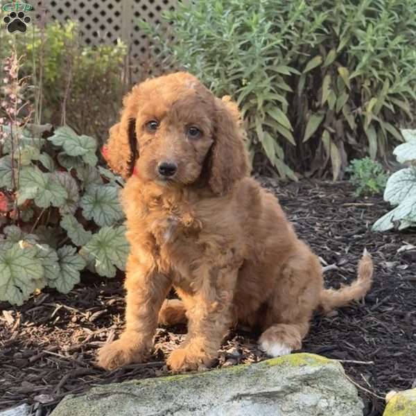Baby, Goldendoodle Puppy