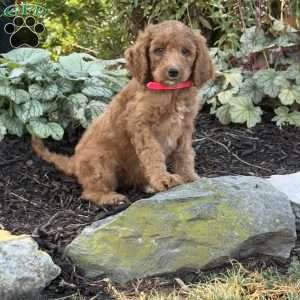 Baby, Goldendoodle Puppy