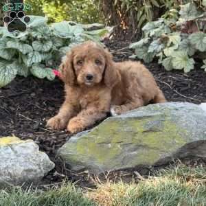 Baby, Goldendoodle Puppy