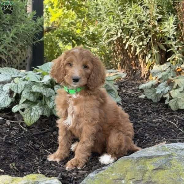 Bambi, Goldendoodle Puppy